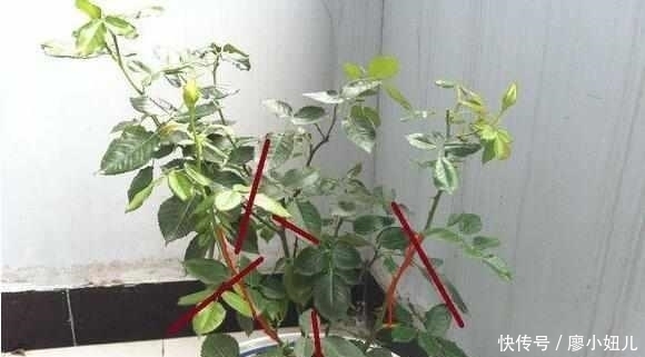 强壮|老花农说:盆栽月季花一定要注意这几点,花开一整年太幸福了!