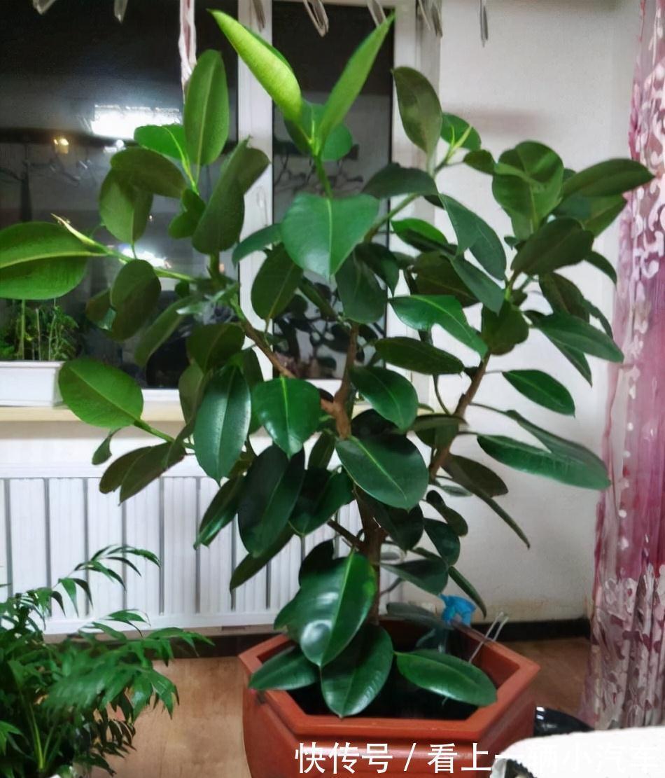 九种皮实花,多晒少管长得好,养成老桩更高档,绿萝没上榜