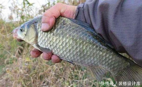 民间冬钓鲫鱼野路子:鲜为人知的弹钓钓法,非常有特色