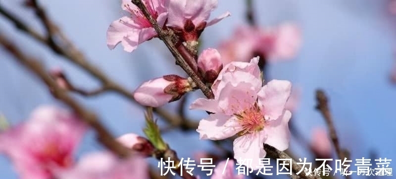 白居易|元稹的《桃花》和《菊花》,写得无比凄美,同时也很是悲伤!