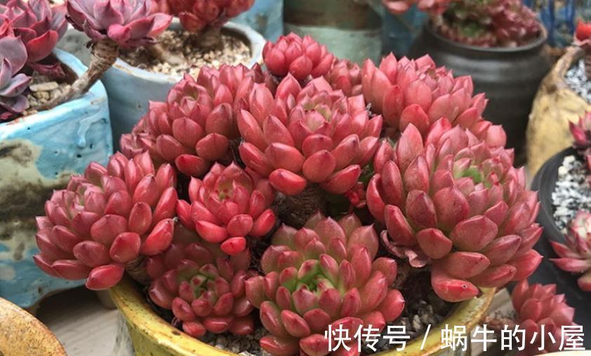 秋冬养这5款红色系多肉,越晒颜色越鲜艳,容易爆盆长势好