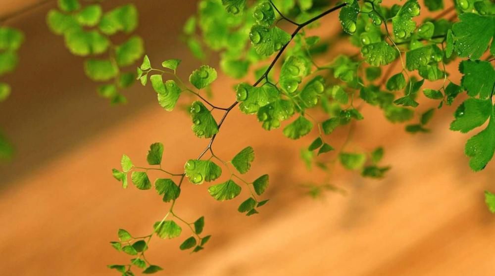  爆盆|铜钱草、金钱草、铁线蕨长得像，养护方法也相似，都很容易爆盆