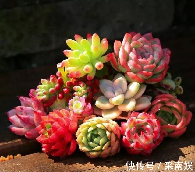 20款适合新手养的多肉,就算是养花杀手,也能养得又胖又美!