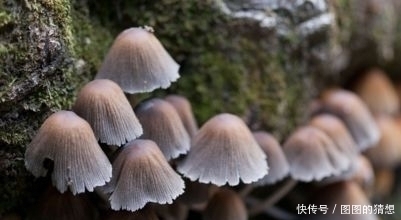 蘑菇|长寿老人从来不吃的几种食物,尤其第一种,很多人还在傻傻吃