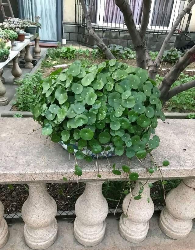 竟是|高手养花养一盆旺一盆,原因竟是做好这些不起眼的小事儿