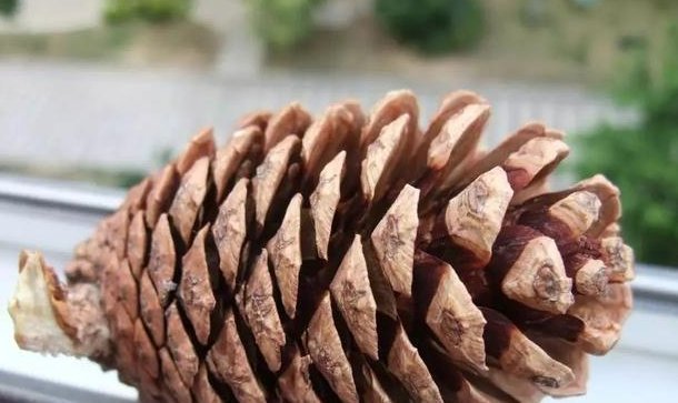 盆底|盆里扔2样东西,养花10年不烂根,叶子油光瓦亮,花苞挂满枝头