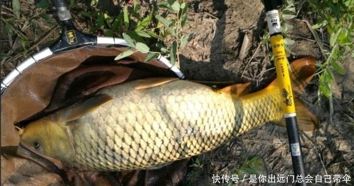 涮饵|野钓鲤鱼的几个小技巧