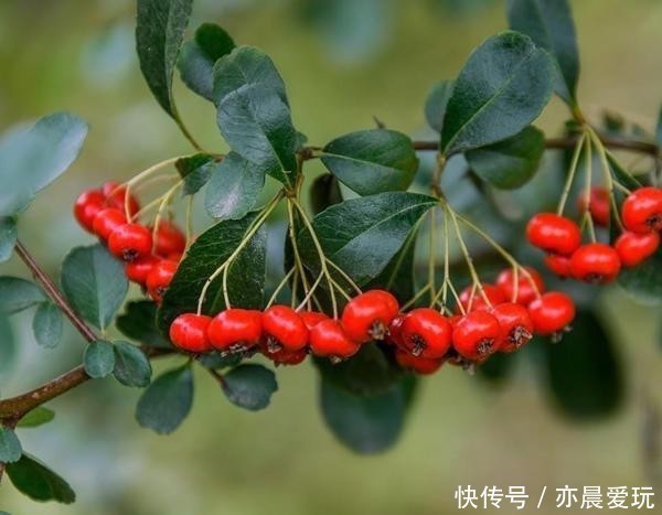 爬满|火棘的养护技巧,让红火火的果子爬满枝头