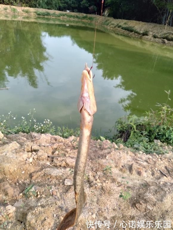 钓鱼|广东一水塘“蛇鱼成灾”,钓了半桶不敢吃,网友:鱼干三四百一斤