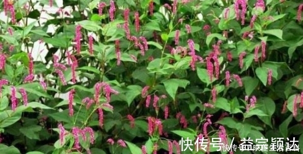 含羞草|几种路边常见的野草,具有很大的药用价值,遇见请珍惜