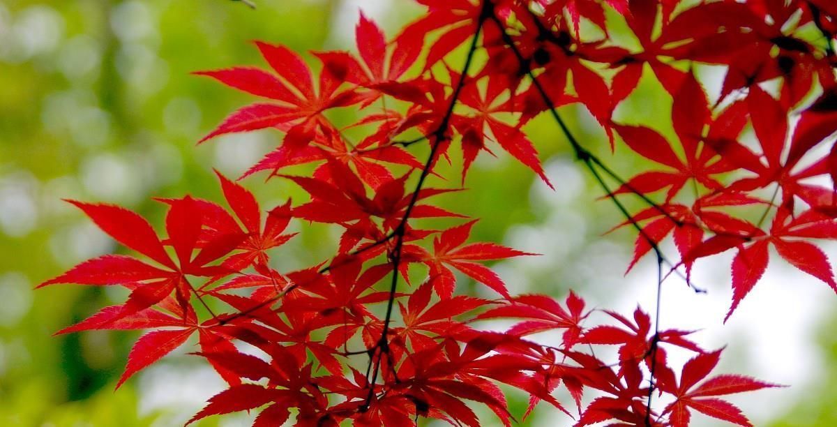 血糖高的人“最爱”一种水,你若爱喝,修复胰岛,稳定血糖