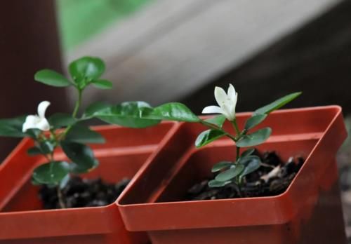 再贵也要养一盆，花开220天，温度越高它越香，懒人都爱了