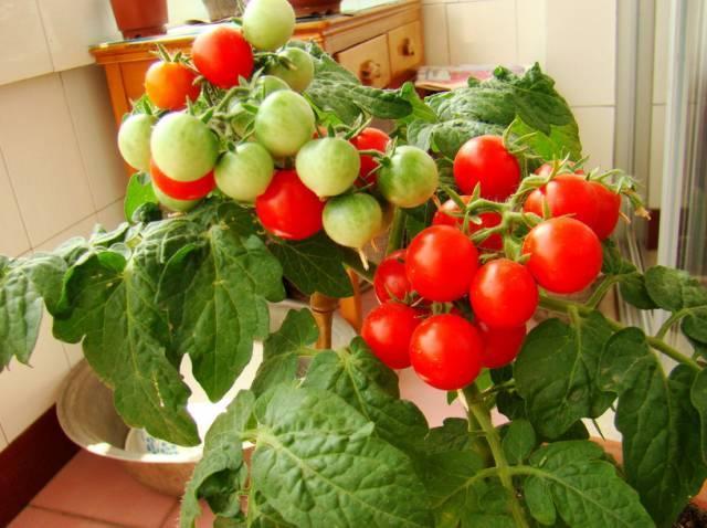 阳台种盆菜,比花还好看,结果还能吃,别提多美了