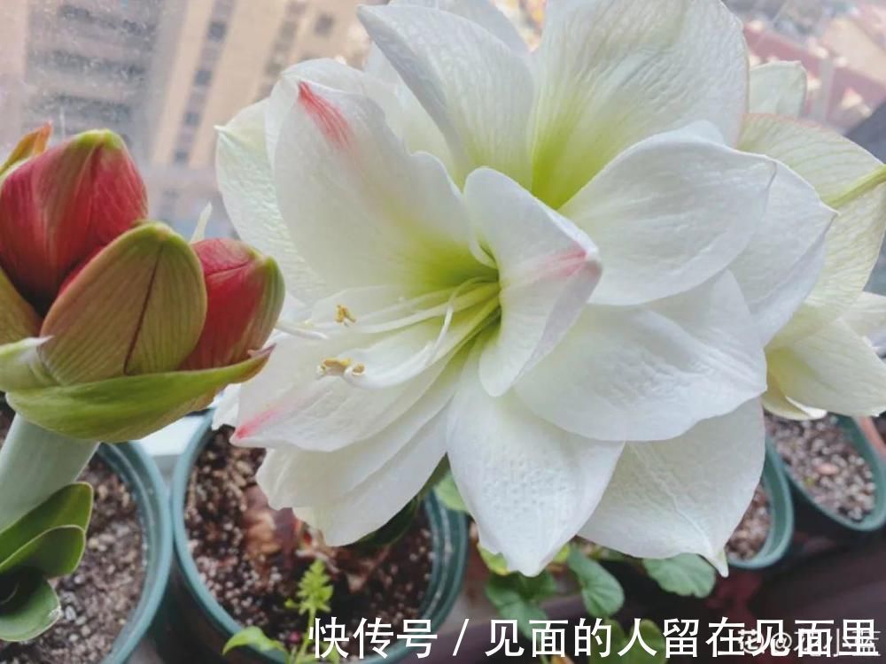 土朱|朱顶红埋土里，如何能年年开花，球变大、变多？