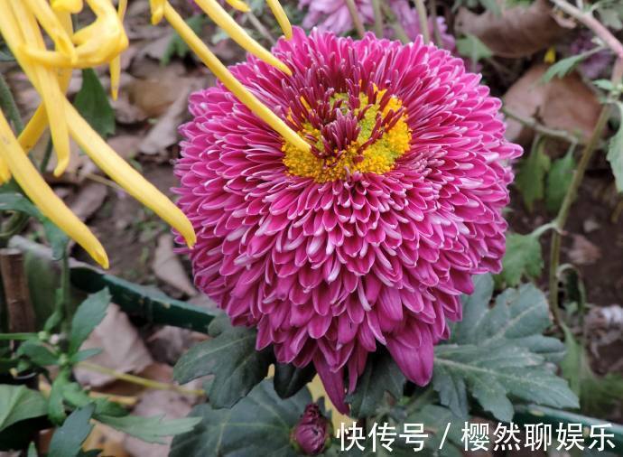 名菊|喜欢菊花,不如养盆“稀品名菊”东莞红,娇艳多姿,花色艳丽!