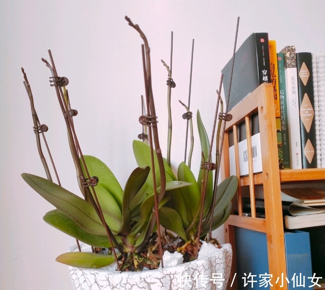 长寿花盛花时却倒伏了？做好这4点，花枝坚挺，花量再大都不怕