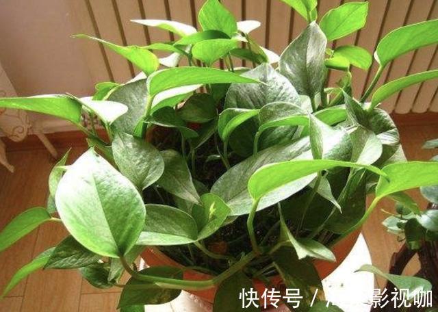 植株|在家里养“绿萝”,3个“技巧”学好,6个月窜到1米长,繁殖20盆