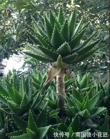 白掌|5种“漂亮花”,从来不生虫,家里干净卫生,花开不断,真省心