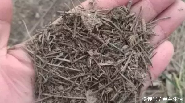 家中的花总是“烂根”养不活盆里加四样东西,根旺花不断