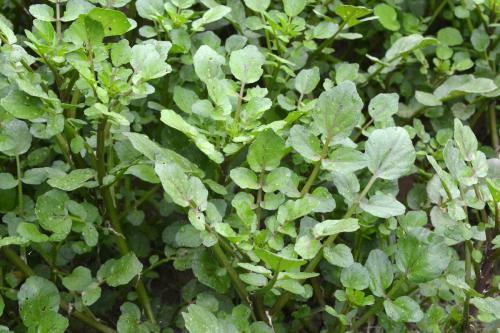 化痰止咳|秋季易咳嗽痰多,常吃此菜,每周两次,能清燥润肺、化痰止咳