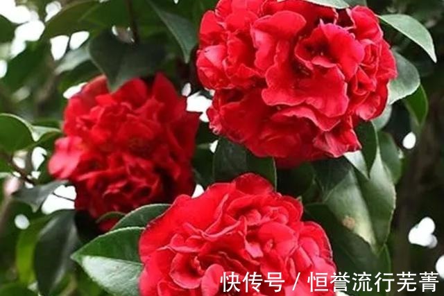 种植|它是“茶花美人”花大香浓、形似牡丹，正值花期，一起来观赏一下！