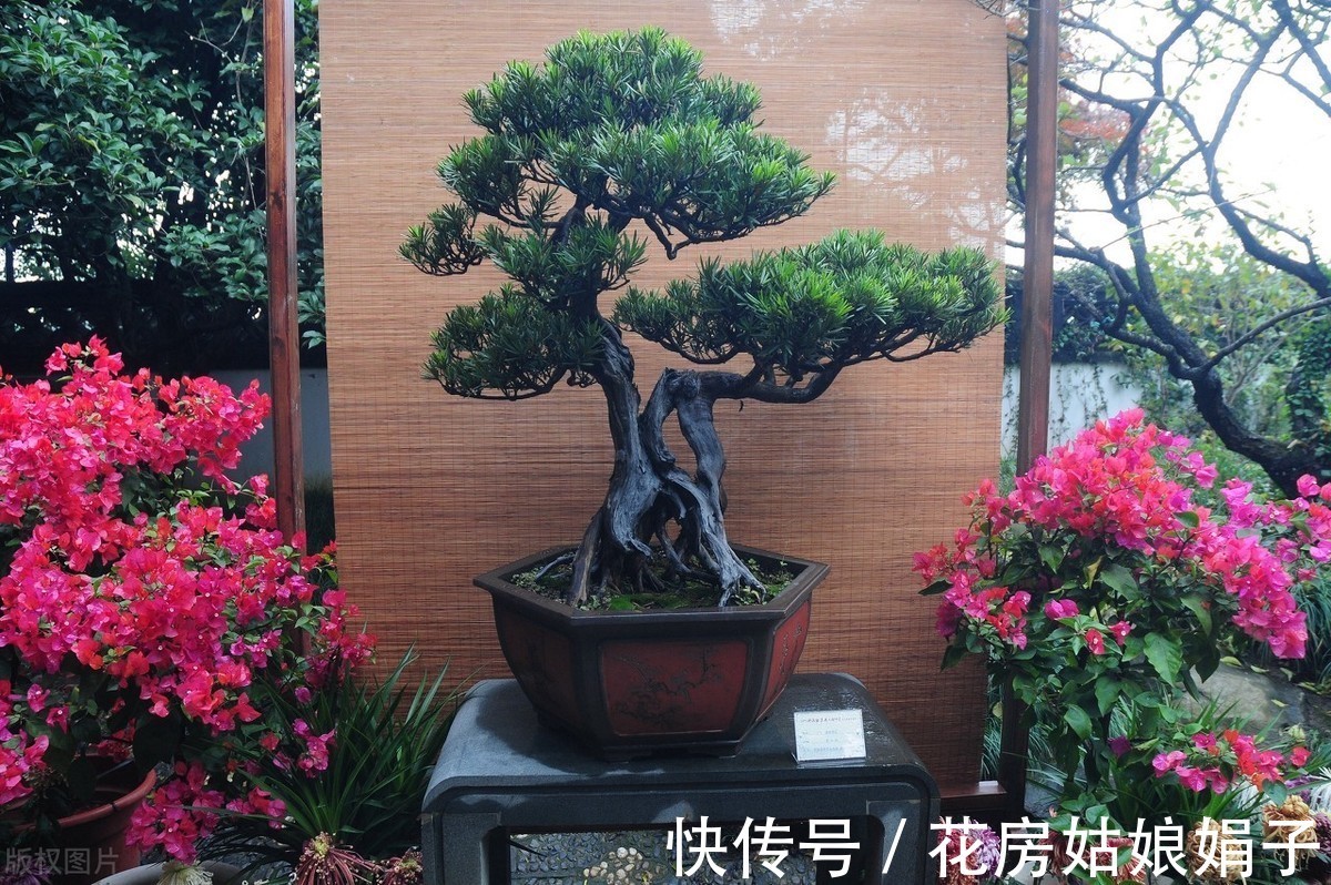 失误|养殖盆景花卉注意6点,简单的1点失误,就是你养不好它的原因