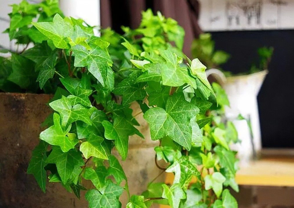 养花试试这几款，能有效消毒和除尘，让住在附近的人感觉非常舒适