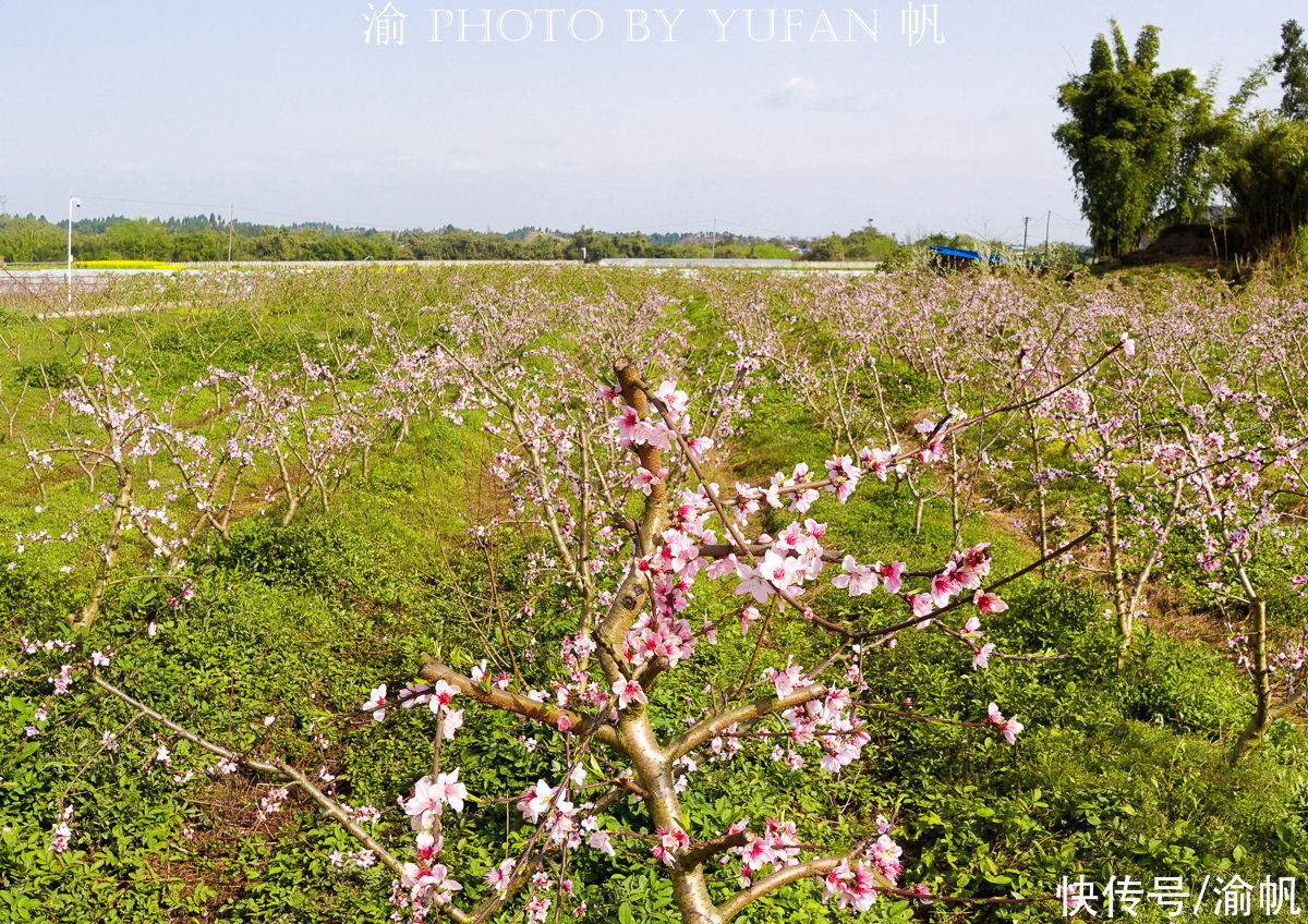 老年|重庆赏花又有好去处，这里不仅桃花美，桃子熟了更是可以随便吃