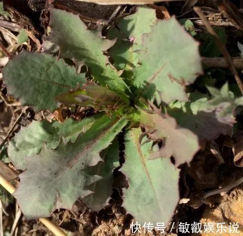 野菜|农村常见的野菜还阳参,好多人不知它是宝,到底有啥价值