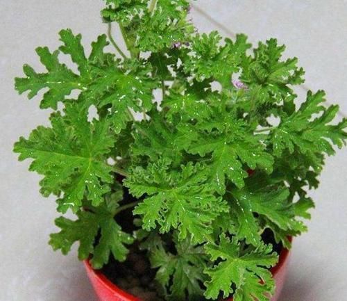 夏季飞蚊惹人讨厌,该怎么办盆栽上它们不用驱蚊药就能驱蚊