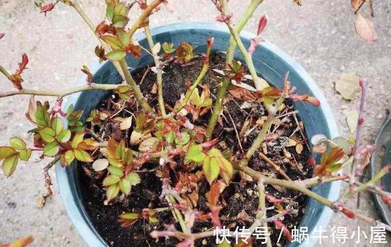药剂|养月季，不用怕蚧壳虫、红蜘蛛、蚜虫，这么一处理问题全解决了