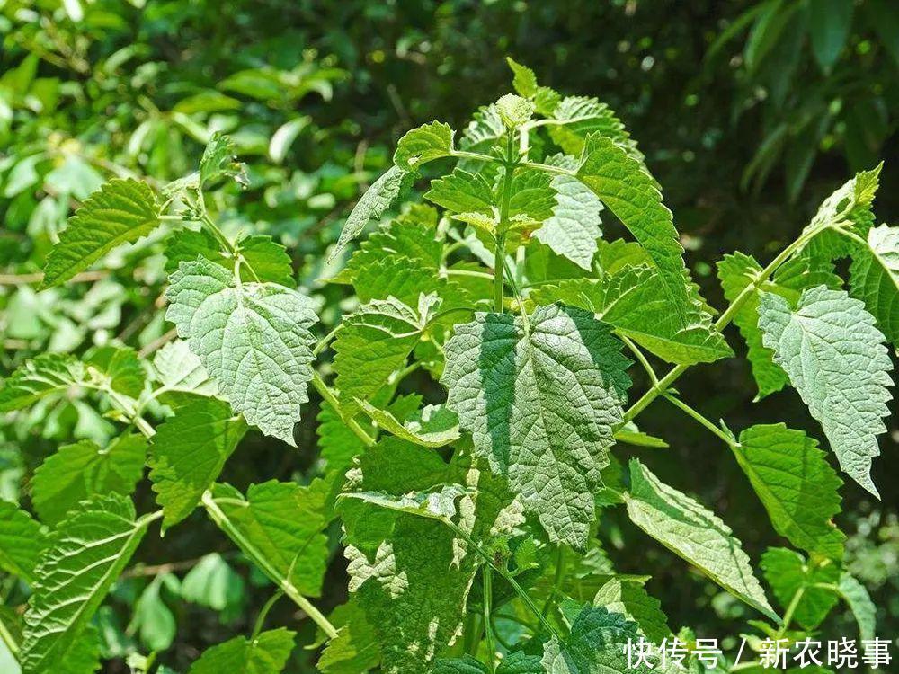 藿香|农村这种野草比香水还香,含一片叶子能除口臭,还是极品高钙菜