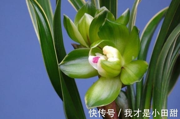 冬日养兰花,做好这些,花香似香水,却比它更安全持久