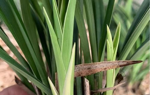 兰花中的“复色奇花”，花色美艳，叶片非凡，自带“神秘感”