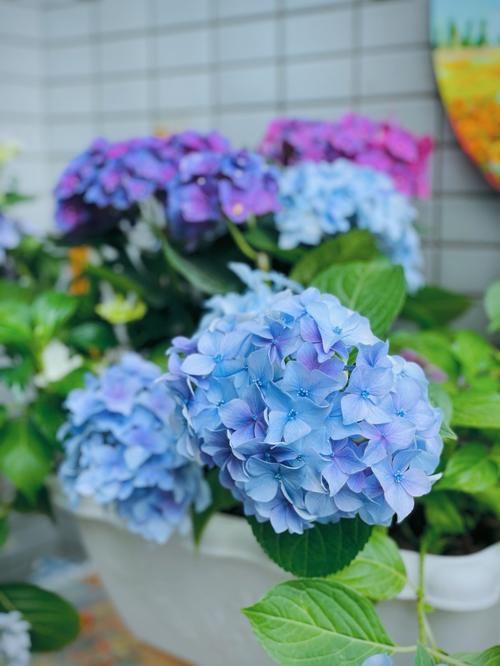 绣球花为啥一碰叶子就掉了