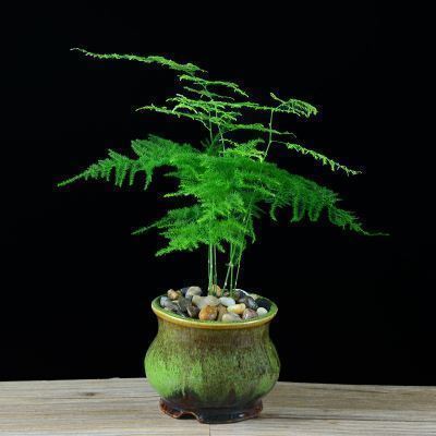阴处|这些花不用太多光,放在家里的阴处养,开花大朵真漂亮
