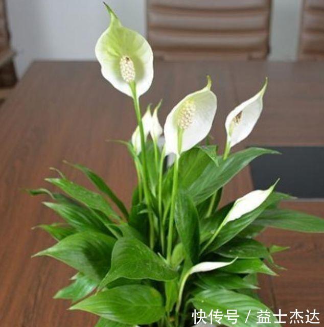 大丽花|4种花是懒人福音,丢在水里就会疯长,新手都能养爆盆