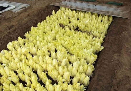 营养|这蔬菜80元一斤不好买,可直接生吃,比鸡蛋更营养,是痛风克星