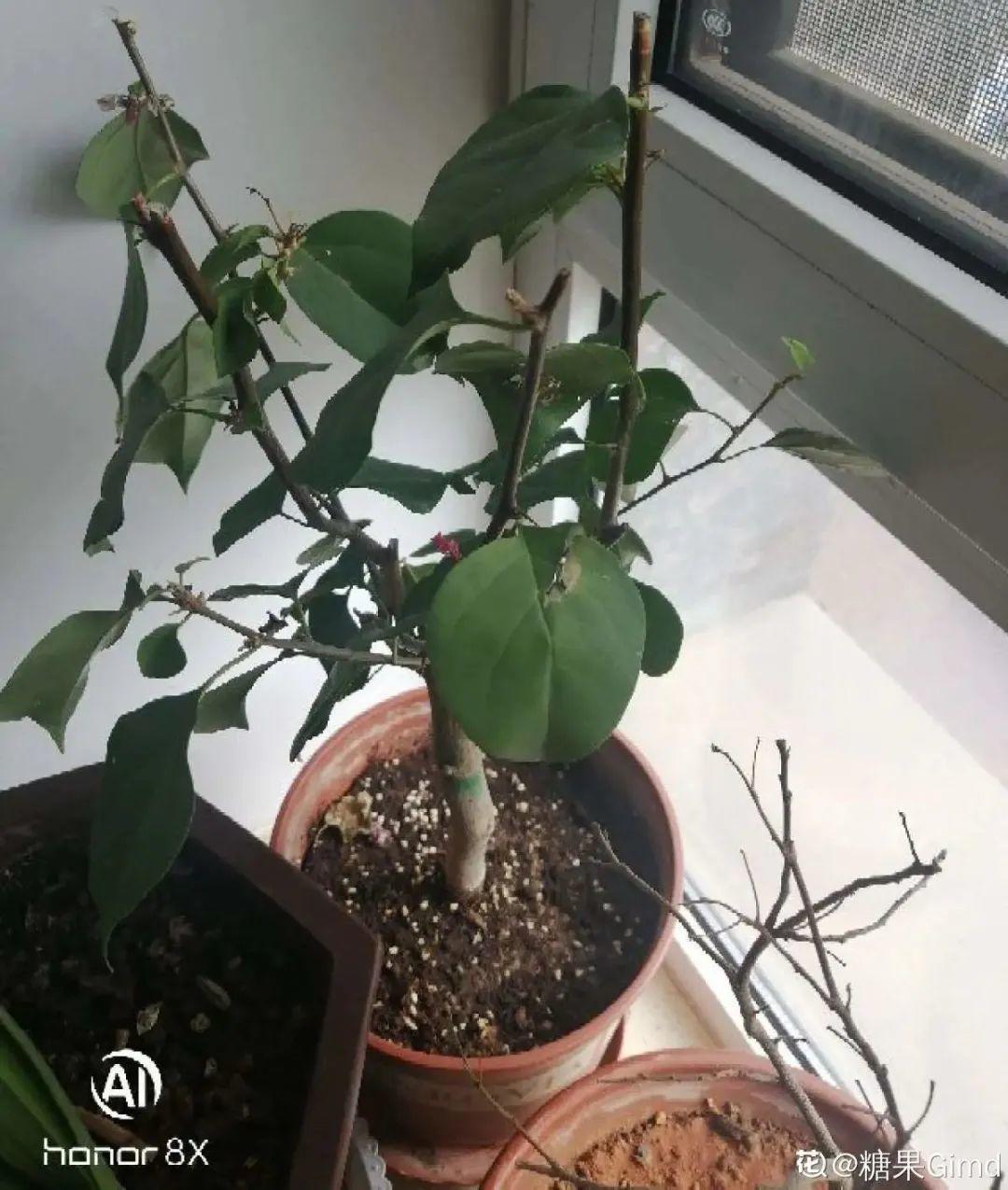 虐着养的花,剪成秃子,半月不浇水,呼呼开花