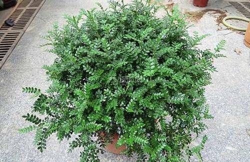 观赏价值|1种可以驱蚊的植物，比绿萝还好养，耐寒又耐热，养一盆飘香满屋