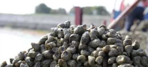 对付|一种钓法“对付”黄颡鱼，百试百灵，越钓越不想收竿