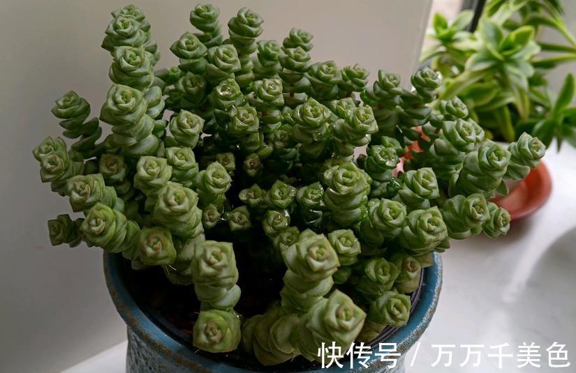 养护|室内阳台养多肉，有“2好2无奈”，一般人都会中招