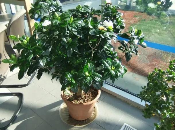 淘米水浇花甭大意、随便！学会正确用法，养花才能盆盆长得旺