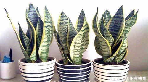 家里养3种花,不能多浇水,否则黄叶又烂根!