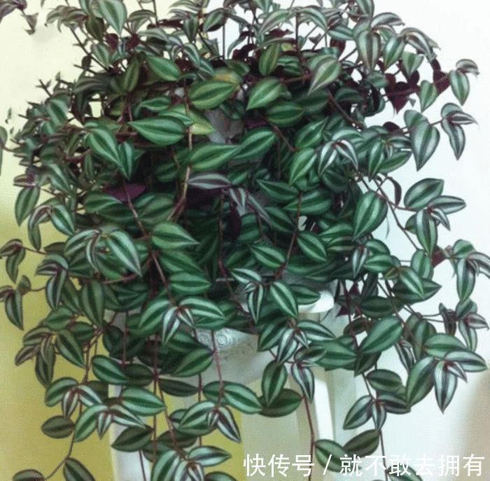 净化|土豪都养3种花,镇宅又旺运,寓意吉祥人人爱,家里养真适合