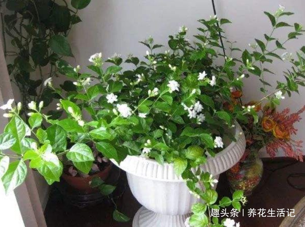 花朵|6月对茉莉花，用好“4个”小方法，花朵繁多香味浓，绽放时间长！