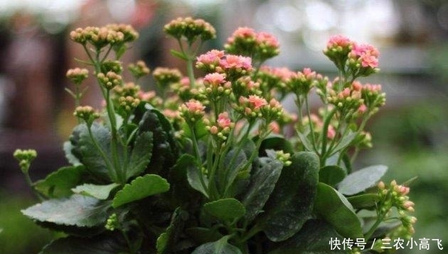长寿花就该这样养, 阳台变成了烂漫“花海”!