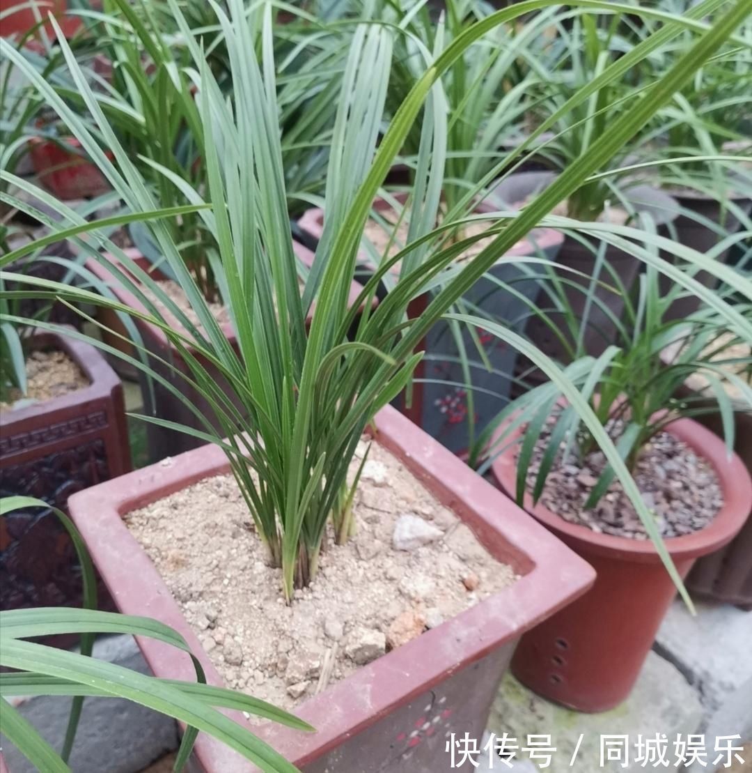 材料|家中养花,盆土容易结板,掺入4种“材料”,松软透气养分丰富