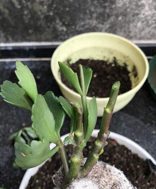 新买的长寿花丑的“不像样,学一招修剪,变成树形“小老桩”!