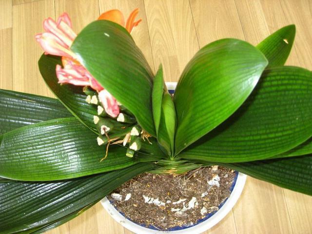 君子兰开花不易，“花箭”还卡住了，其实用2招就能解决